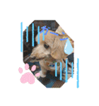 愛犬のルイ君（個別スタンプ：8）