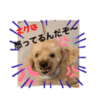 愛犬のルイ君（個別スタンプ：9）