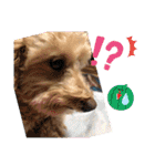 愛犬のルイ君（個別スタンプ：11）