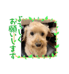 愛犬のルイ君（個別スタンプ：12）
