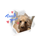 愛犬のルイ君（個別スタンプ：15）