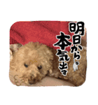 愛犬のルイ君（個別スタンプ：16）