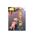 愛犬のルイ君（個別スタンプ：18）