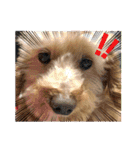 愛犬のルイ君（個別スタンプ：20）