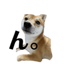 小豆柴犬からの一言。（個別スタンプ：1）