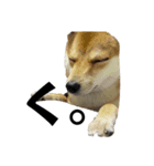 小豆柴犬からの一言。（個別スタンプ：2）