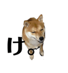 小豆柴犬からの一言。（個別スタンプ：3）