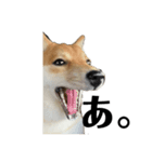 小豆柴犬からの一言。（個別スタンプ：5）