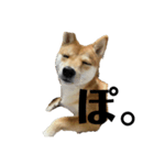 小豆柴犬からの一言。（個別スタンプ：6）