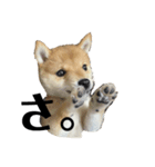 小豆柴犬からの一言。（個別スタンプ：7）