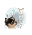 ポメラニアンのNoahくんです。（個別スタンプ：3）