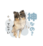 ポメラニアンのNoahくんです。（個別スタンプ：8）