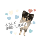 ポメラニアンのNoahくんです。（個別スタンプ：11）