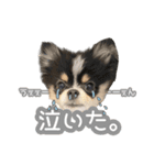 ポメラニアンのNoahくんです。（個別スタンプ：13）