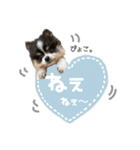 ポメラニアンのNoahくんです。（個別スタンプ：14）