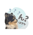 ポメラニアンのNoahくんです。（個別スタンプ：16）