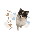 ポメラニアンのNoahくんです。（個別スタンプ：20）