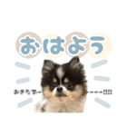 ポメラニアンのNoahくんです。（個別スタンプ：22）