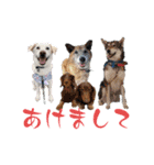 あけおめdogsスタンプ（個別スタンプ：1）