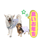 あけおめdogsスタンプ（個別スタンプ：7）