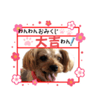 あけおめdogsスタンプ（個別スタンプ：12）