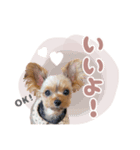 ぴのさんすたんぷ〜少し使いやすい〜（個別スタンプ：2）
