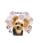 ぴのさんすたんぷ〜少し使いやすい〜（個別スタンプ：5）