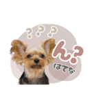 ぴのさんすたんぷ〜少し使いやすい〜（個別スタンプ：10）