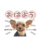 ぴのさんすたんぷ〜少し使いやすい〜（個別スタンプ：14）
