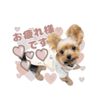 ぴのさんすたんぷ〜少し使いやすい〜（個別スタンプ：16）
