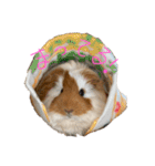 ランちゃん大入りスタンプ（個別スタンプ：1）
