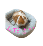 ランちゃん大入りスタンプ（個別スタンプ：3）