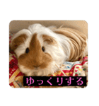 ランちゃん大入りスタンプ（個別スタンプ：7）
