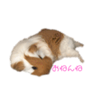 ランちゃん大入りスタンプ（個別スタンプ：8）
