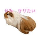 ランちゃん大入りスタンプ（個別スタンプ：11）