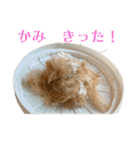 ランちゃん大入りスタンプ（個別スタンプ：12）