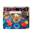 ランちゃん大入りスタンプ（個別スタンプ：13）