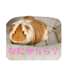ランちゃん大入りスタンプ（個別スタンプ：17）