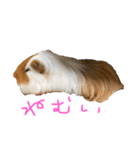 ランちゃん大入りスタンプ（個別スタンプ：18）
