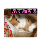 ランちゃん大入りスタンプ（個別スタンプ：20）
