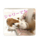 ランちゃん大入りスタンプ（個別スタンプ：22）