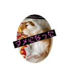 ランちゃん大入りスタンプ（個別スタンプ：24）