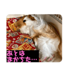ランちゃん大入りスタンプ（個別スタンプ：25）