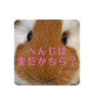 ランちゃん大入りスタンプ（個別スタンプ：30）