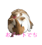 ランちゃん大入りスタンプ（個別スタンプ：33）