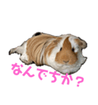 ランちゃん大入りスタンプ（個別スタンプ：34）