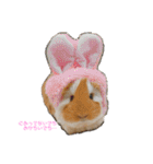 ランちゃん大入りスタンプ（個別スタンプ：40）