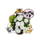 お花と空のほんわかスタンプ（個別スタンプ：3）