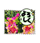 お花と空のほんわかスタンプ（個別スタンプ：13）