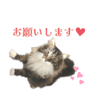 ノルウェージャンフォレストキャットrouis2（個別スタンプ：1）